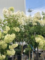 Hydrangei altoite pe trunchi - imagine 4