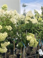 Hydrangei altoite pe trunchi - imagine 5