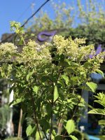 Hydrangei altoite pe trunchi - imagine 6