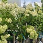 Hydrangei altoite pe trunchi