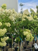 Hydrangei altoite pe trunchi