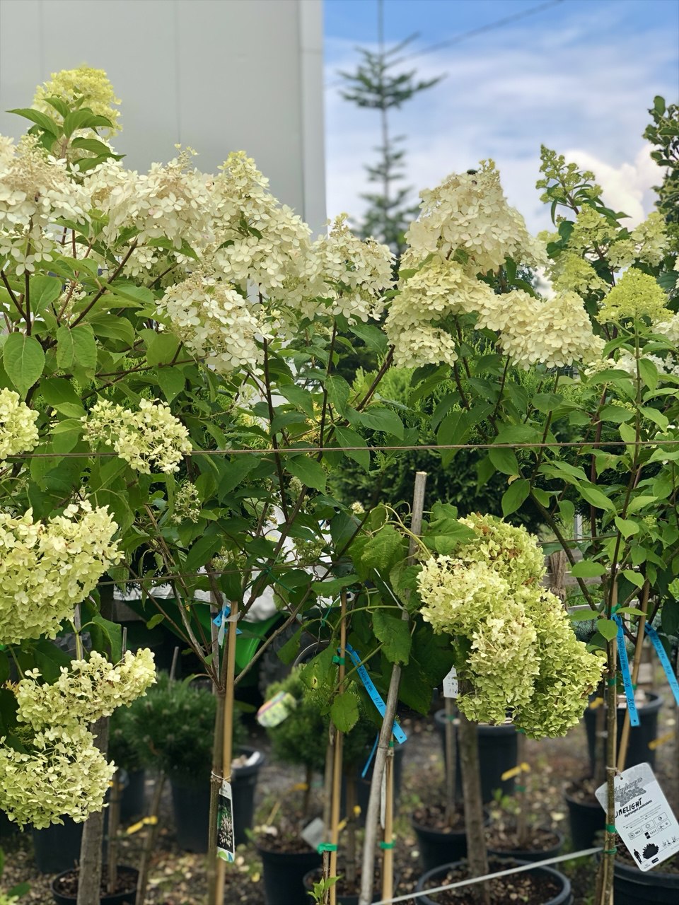 photo_2026-01-21_12-47-17 Hydrangei altoite pe trunchi - imagine 1