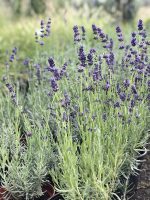 Lavandula angustifolia - imagine 4