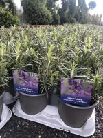 Lavandula angustifolia - imagine 5