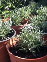 Lavandula angustifolia - imagine 3