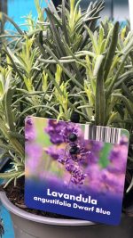 Lavandula angustifolia - imagine 2