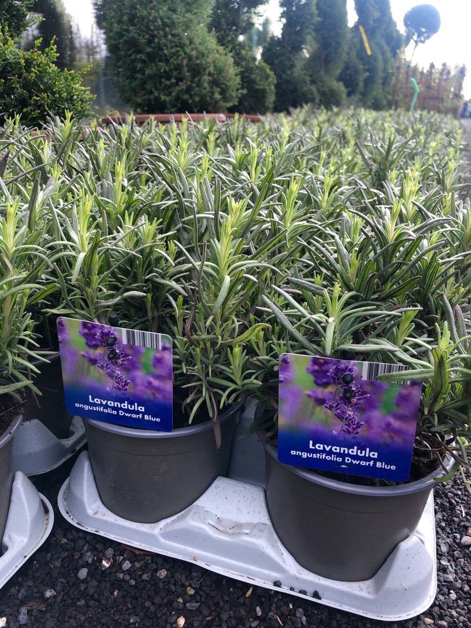 Lavanda plante perene