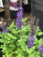 Nepeta kubanica Neptune - imagine 2