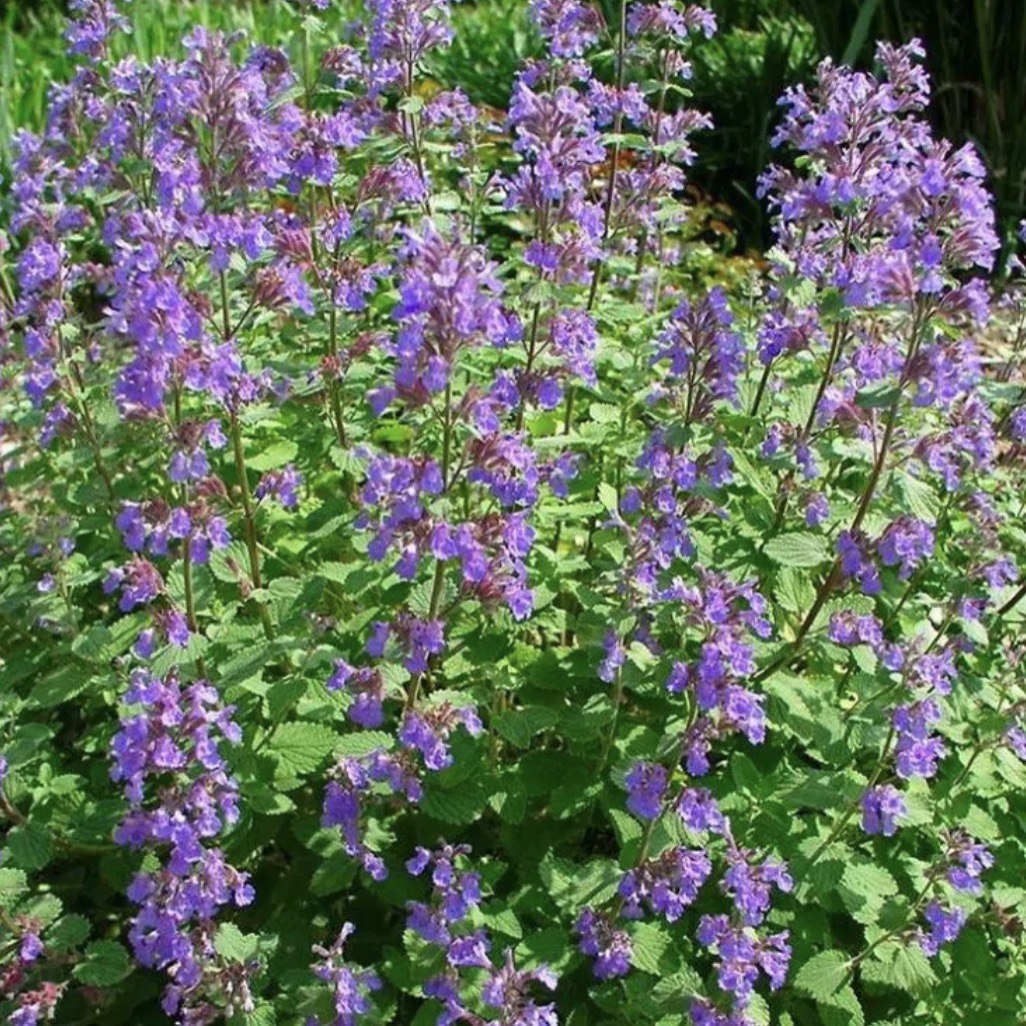 nepeta котовник
