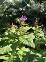 Nepeta kubanica Neptune - imagine 5