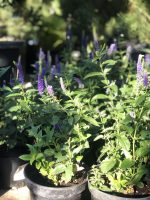 Salvia nemorosa Salute - imagine 9