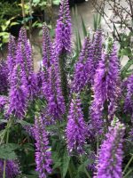 salvia decorativa, plante perene