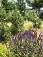 Salvia nemorosa Salute - imagine 4