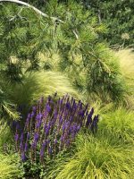 Salvia nemorosa Salute - imagine 11