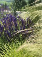 Salvia nemorosa Salute - imagine 10