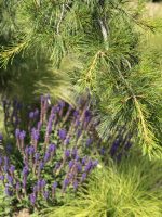 Salvia nemorosa Salute - imagine 5