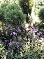 Verbena bonariensis - imagine 4