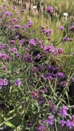 Verbena bonariensis - imagine 3