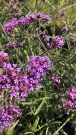 Verbena bonariensis - imagine 2