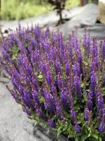 Salvia nemorosa Salute - imagine 2