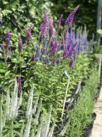 Veronica spicata - imagine 3