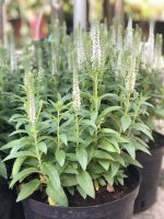 Veronica spicata - imagine 2