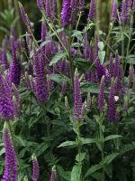 Veronica spicata - imagine 4