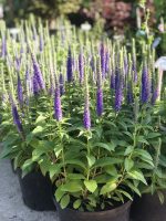 Veronica spicata - imagine 5