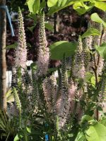 Veronica spicata - imagine 7