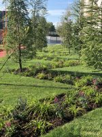 Veronica spicata - imagine 8