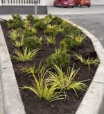 Acorus gramineus - imagine 6