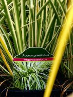 Acorus gramineus - imagine 2