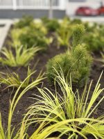 Acorus gramineus - imagine 4