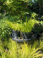 Acorus gramineus - imagine 5