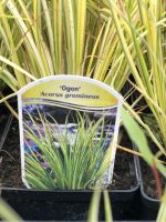 Acorus gramineus - imagine 3