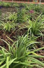 Carex morrowii - imagine 4