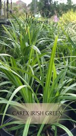 Carex morrowii - imagine 2