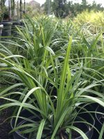 Carex morrowii - imagine 6