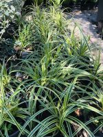 Carex morrowii - imagine 5