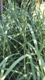Miscanthus sinensis Little Zebra - imagine 3