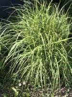 Miscanthus sinensis Little Zebra - imagine 2