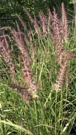 Pennisetum Karley Rose - imagine 5