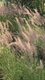 Pennisetum Karley Rose - imagine 4