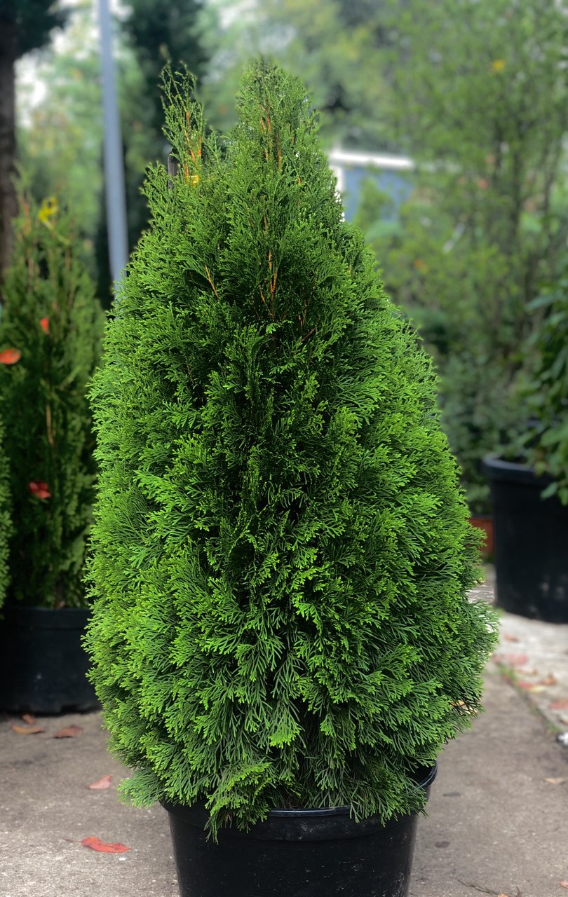 thuja smaragd tuia smaragd