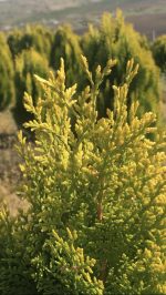 Platycladus orientalis ‘Pyramidalis Aurea’