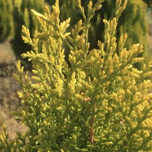 Platycladus orientalis ‘Pyramidalis Aurea’
