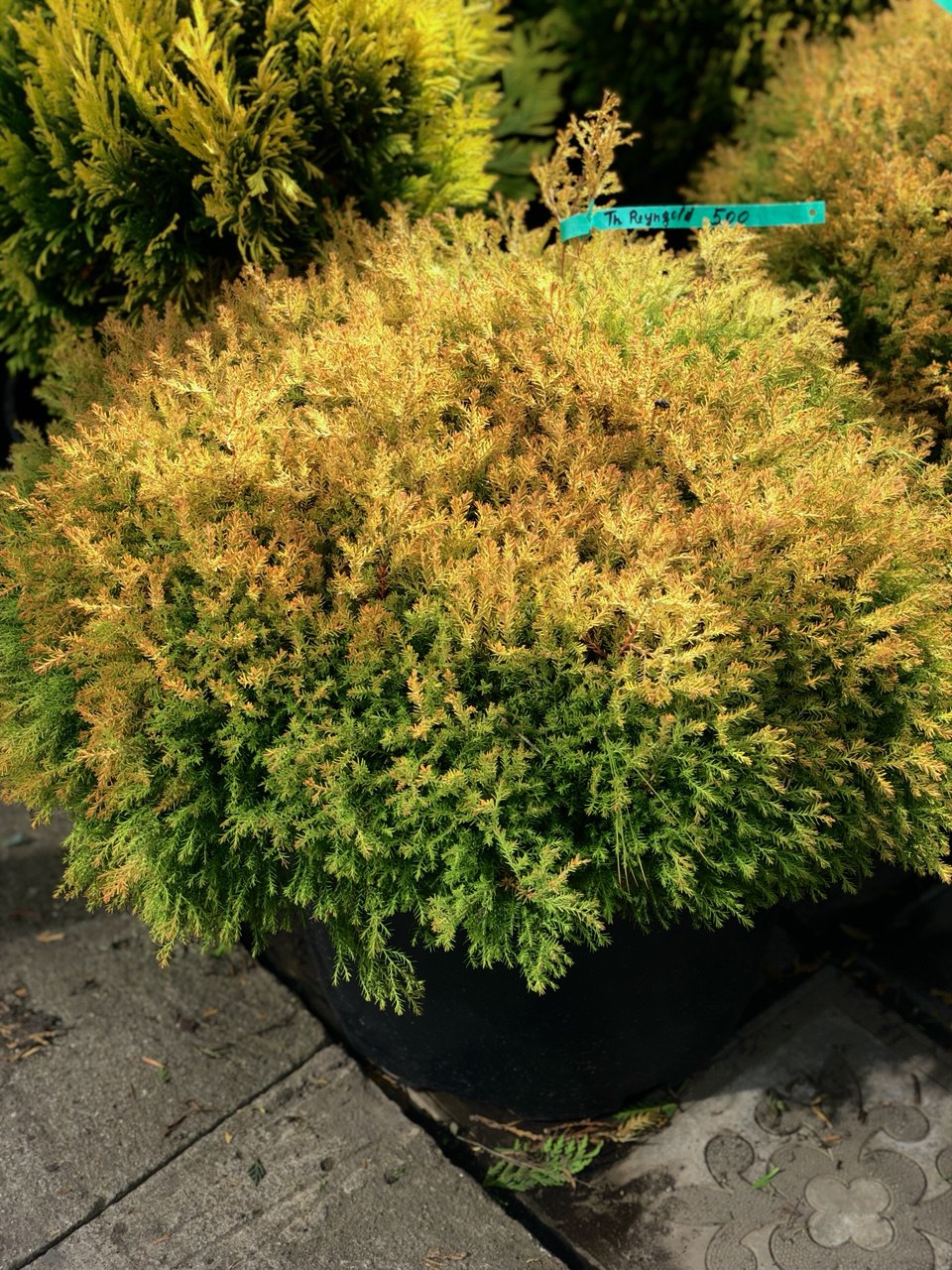 tuia reingold tuia glob