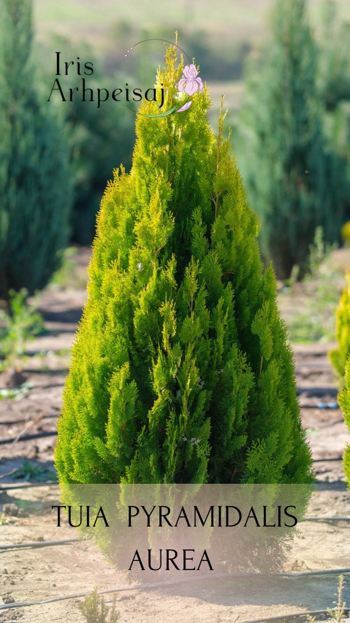 Thuja Pyramidalis Aurea tuia piramidal