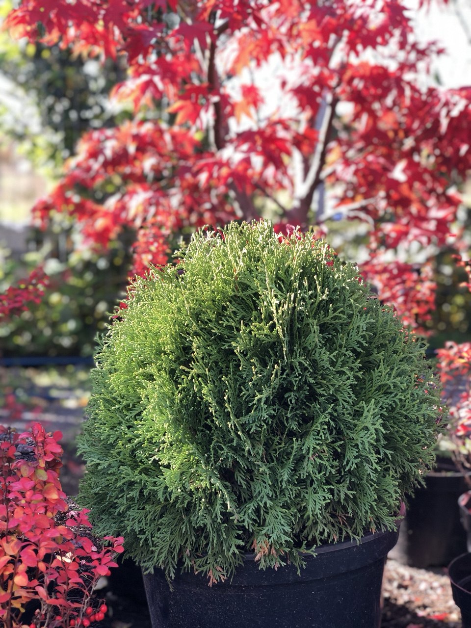 Thuja occidentalis ‘Hoseri’ tuia glob