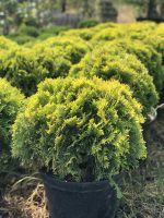 Thuja Mirjam - imagine 4